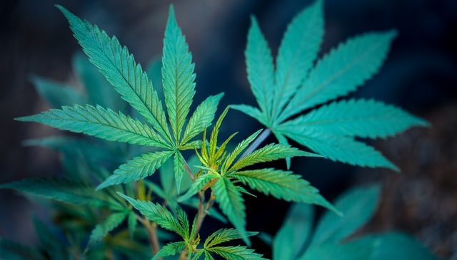 Preguntas frecuentes en la exportación de cannabis