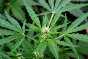 Cannabis medicinal, una oportunidad de ‘oro verde’ para Colombia