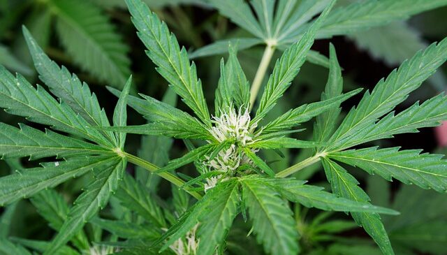 Cannabis medicinal, una oportunidad de ‘oro verde’ para Colombia