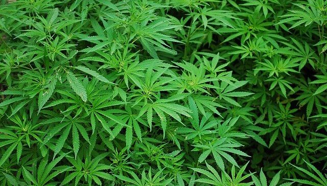 Decreto 811 de 2021, nueva hoja de ruta para cannabis regulado en Colombia.