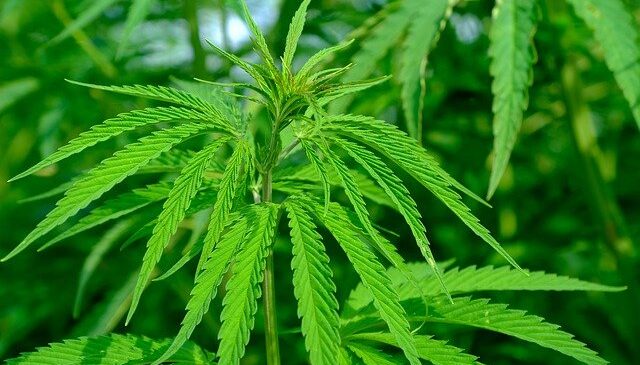 Colombia: plataforma exportadora de cannabis medicinal