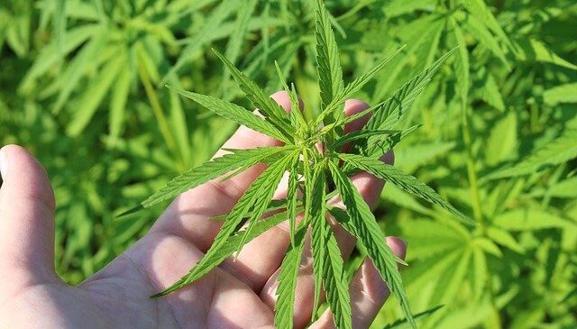 Gobierno autorizó normativa para uso industrial de cannabis en alimentos y textiles