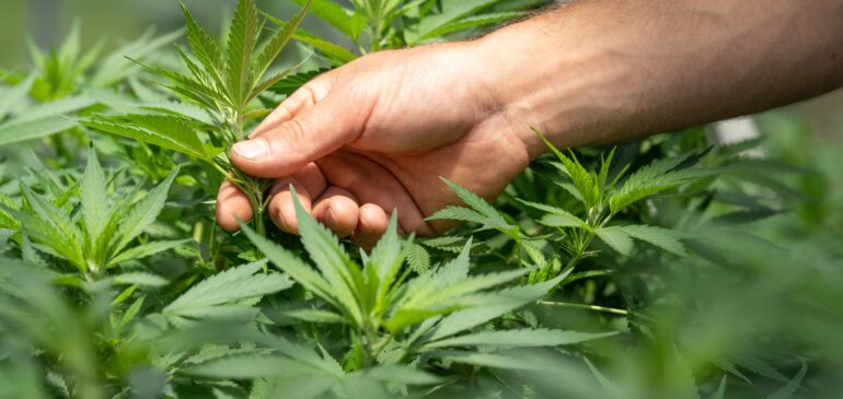 Cómo capacitarse para exportar cannabis desde Colombia.